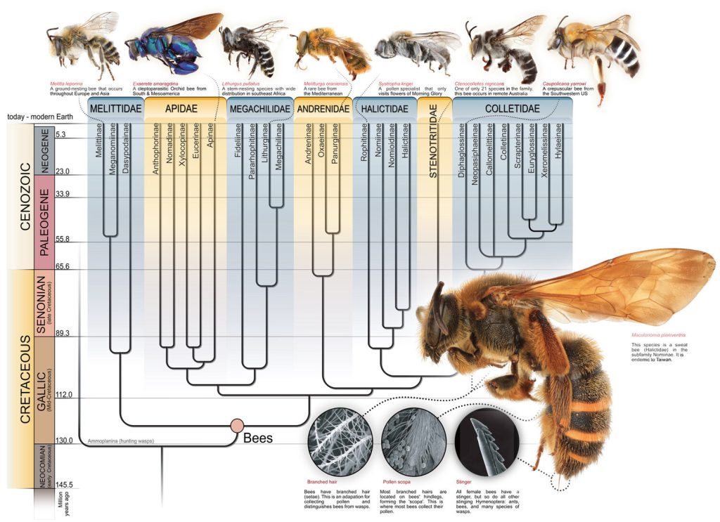 Bee evolution chart