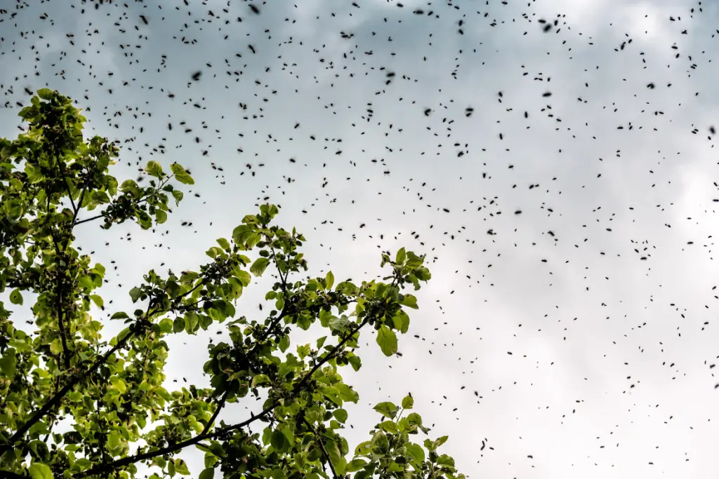 bee swarm prevention