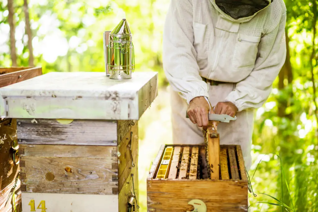 docile beekeeper bees