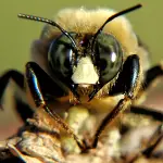 bee sting article