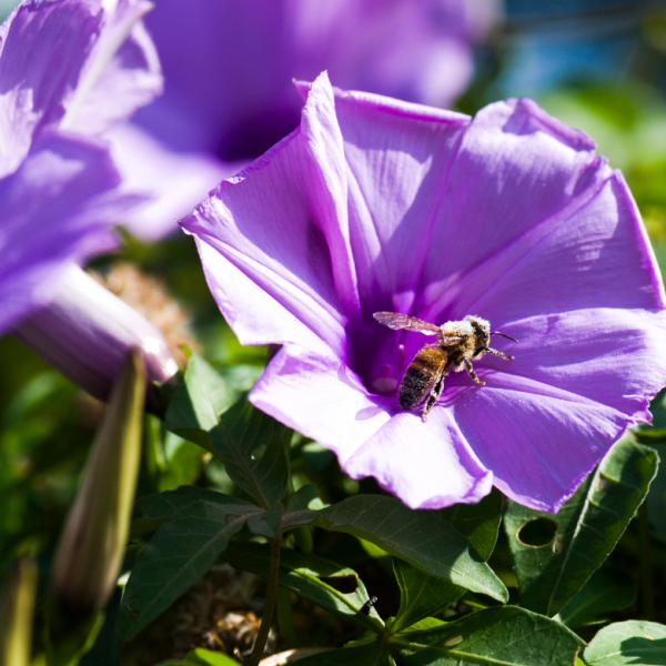 bee on a morning glory flower.