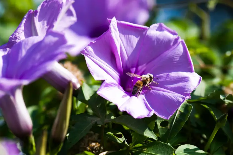 bee on a morning glory flower.