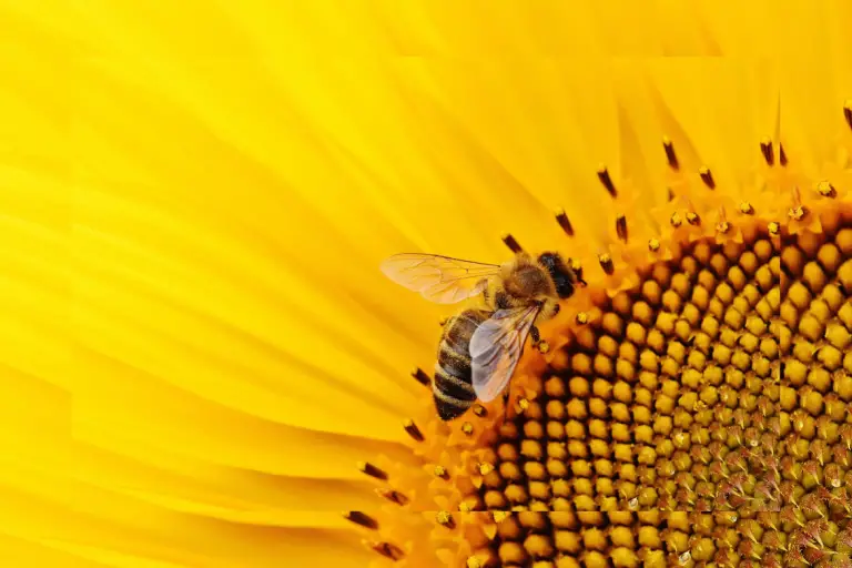 Do bees like sunflowers