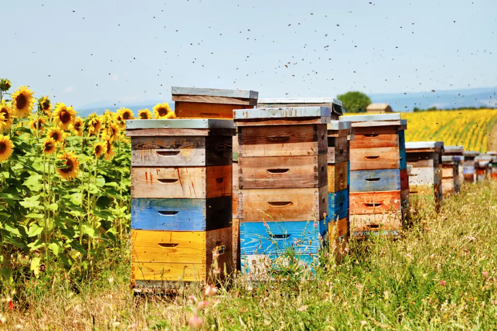Bee hives surrounded by sunflowers