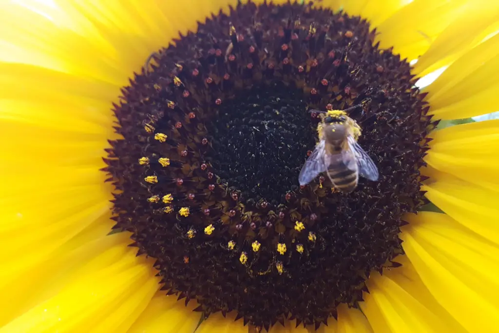 Bee inside sunflower