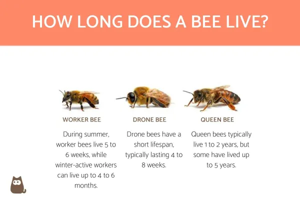 how long does a bee live