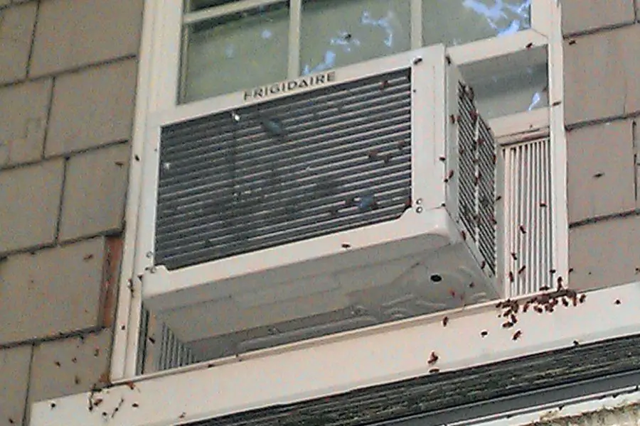 bees going inside window AC