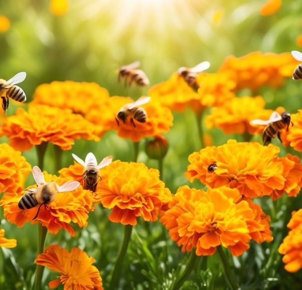 bees pollinate marigold flowers