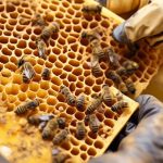 beeswax crumbly troubleshooting guide