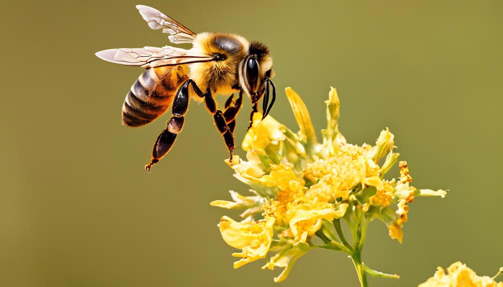exploring bee dietary needs