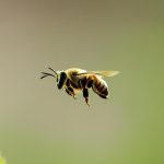 fascinating facts about leafcutter bees