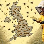 free bee removal in uk