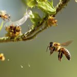 honey bees fear waspinators