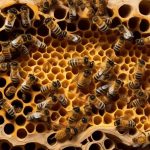 identifying bee hive construction