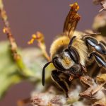invasive parasites targeting leafcutter bees
