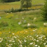 land requirement for beekeeping