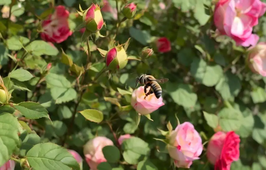 leaf cutter bees and roses