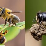 leaf cutter bees versus mason bees