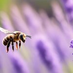 leafcutter bees and lavender