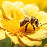 origin of beeswax production