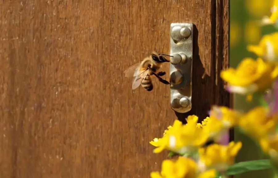 persistent bees near entrance