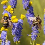 pollination rates of mason and leafcutter bees