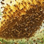 unpredictable swarming behavior explained